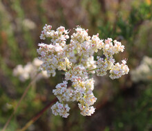 California Buckwheat Flowers