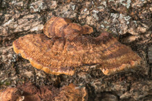 Shelf Bracket Fungi Growing On A Piece Of Dead Oak Tree