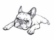 Cute french bulldog sketch. Vector illustration in hand-drawn style

