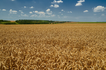 Wall Mural - Wheat field ripe in the summer