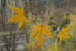 Autumn background. Yellow dry  leaves on the windowpane. Close-up.