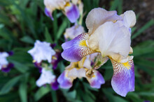 The Petals Of A Purple And White Patterned Bearded Iris Open Above A Bunch Of Other Irises In Spring
