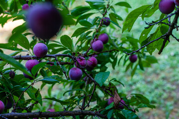 Poster - Closeup of ripe purple cherry plums growing on the tree with green leaves