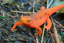Focus Stacked Image Of A Eastern Red Spotted Newt, Eft Stage
