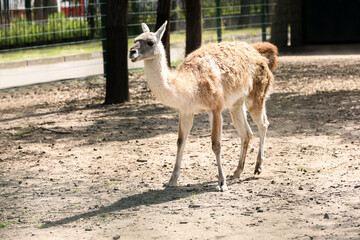 Wall Mural - Cute guanaco walking at zoo on sunny day