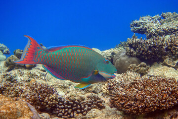 Wall Mural - Bicolor Parrotfish - Cetoscarus bicolor ,coral fish in the Red Sea 