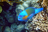 Fototapeta Do akwarium - Daisy parrotfish  - Chlorurus sordidus,  Red Sea 