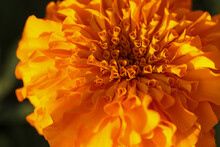Bright Orange Chrysanthemums Blooming In The Summer Time
