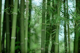Fototapeta Sypialnia - Bamboo trees bush in green background.