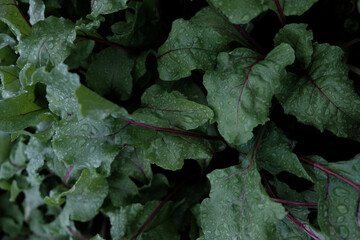 Canvas Print - Closeup of growing beet greens with water droplets on the surface