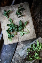 Canvas Print - Top view of fresh green basil and sorrel leaves on the wooden cutting boards