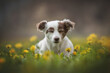 A white female mixed breed dog lying on the grass among yellow dandelions in the background of the garden and squinting at the bright sun
