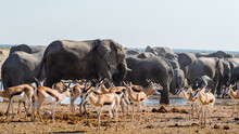 A Herd Of African Elephants And Springbok Congregate At A Waterhole In Etosha National Park, Namibia, Africa. 

