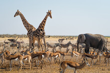 Wild Animals Congregate Around A Waterhole In Etosha National Park, Northern Namibia, Africa.