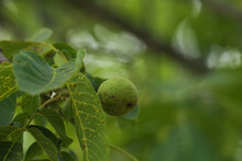Green Unripe Walnuts Growing On Tree Outdoors