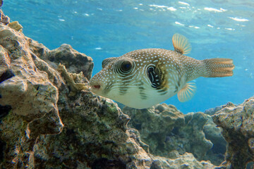 Wall Mural - Whitespotted Puffer Fish - Arothron hispidus in the Red Sea