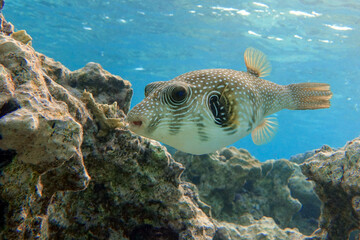 Sticker - Whitespotted Puffer Fish - Arothron hispidus in the Red Sea