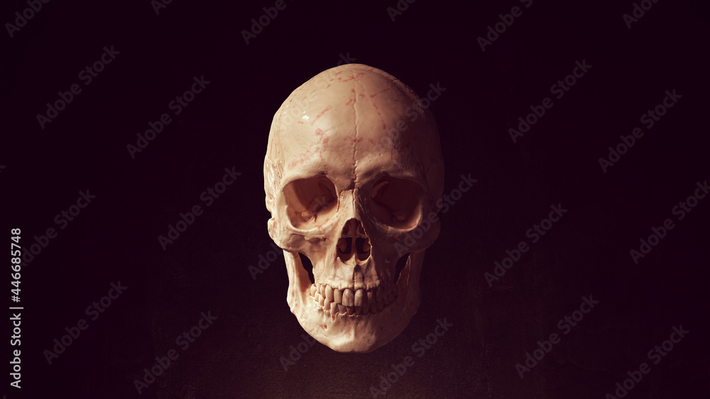 Human Female Skull and Jaw Bone Pirate Poison Horror Symbol Halloween Woman Medical 3d illustration render	
 - obrazy, fototapety, plakaty 
