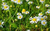 Fototapeta Kwiaty - flowering herb of field chamomile