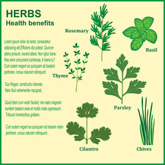 Wall Mural - Vector infographic illustration about the health benefits of commonly used herbs like rosemary, basil, thyme, parsley, cilantro and chives with the title and copy space for custom text. 