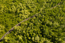 Aerial View Of A Wooden Foot Path Crossing A Forest In Spoonbill Marsh, Vero Beach, Florida, United States.