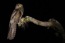 Urutau-Tagschläfer In Der Nacht (Common Potoo | Nyctibius Griseus) Costa Rica