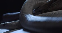 Opal corn snake is crawling around a tree branch, white snake in the studio, 4k