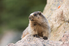 A Hoary Marmot Sitting On A Large Boulder While Watching Its Surroundings.  The Rodent Is In The Canadian Rockies Of Alberta Canada