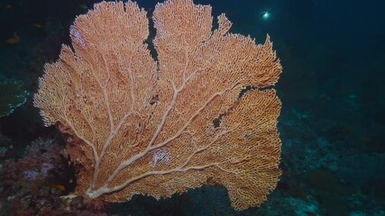 Wall Mural - Big Orange Pink gorgonia corals Alcyonacea Venus Fan with fish life in dark deep blue water of Indian ocean at Maldives, underwater shot 