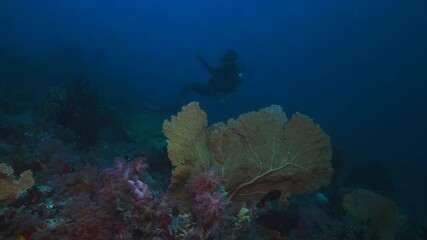 Wall Mural - big orange pink gorgonia corals alcyonacea venus fan with fish life in dark deep blue water of india
