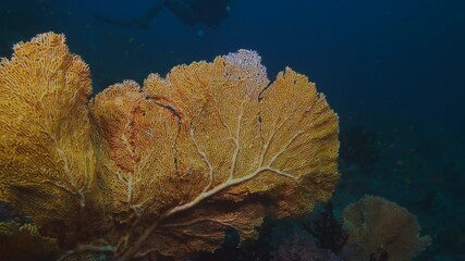 Wall Mural - big orange pink gorgonia corals alcyonacea venus fan with fish life in dark deep blue water of india