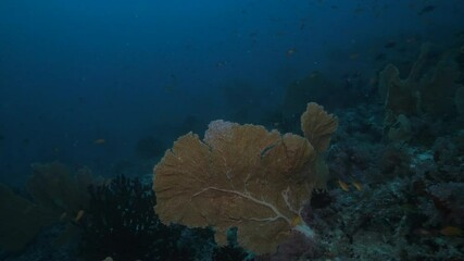 Wall Mural - big orange pink gorgonia corals alcyonacea venus fan with fish life in dark deep blue water of india