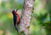 Puerto Rican Wood Pecker Sitting On A Tree In Puerto Rico