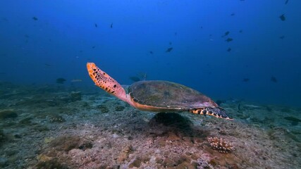 Wall Mural - green turtle chelonia mydas floating over coral reef in tropical water of deep blue ocean underwater