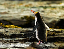 Yellow Eyed Penguin During Sunset Time In New Zealand