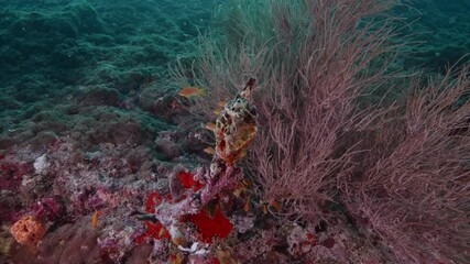 Wall Mural - soft corals with fish life in dark deep blue water of indian ocean at maldives, underwater shot