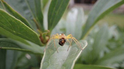 A white spider eating some bugs on the plant as seen on a closer look in Estonia