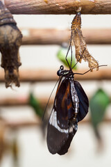 Canvas Print - The exotic butterfly crawled out of its cocoon. 