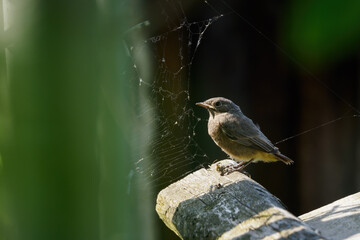 Sticker - A baby brown bird on a log.