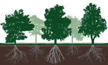 Silhouette Of Different Deciduous Trees With Green Crown And Root System In Soil. Root Structure Below Ground Level. Vector Illustration.