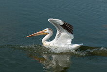 American White Pelican Landing At Last Mountain Lake Saskatchewan Canada

