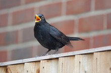Closeup Of A Blackbird Perching On A Wooden Structure In Front Of A Brick Wall