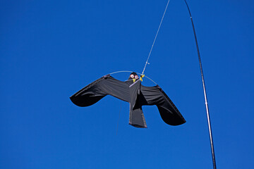 kite depicting a bird of prey to scare away unwanted guests