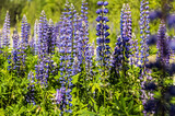 Fototapeta Lawenda - lupin flowers grow in the forest thicket