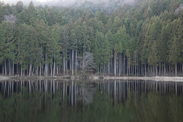 Wall Mural - reflection of trees in water