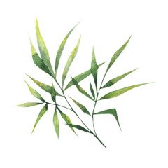  Watercolor bamboo leaves, bamboo branches, a single element on a white background. Botanical illustration for posters, postcards, clothing, banners