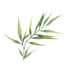 Watercolor bamboo leaves, bamboo branches, a single element on a white background. Botanical illustration for posters, postcards, clothing, banners