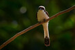 Grey-backed fiscal, Lanius excubitoroides, black and white bird sittong on the branch in the nature habitat, Lake Awasa, Etiopia in Africa. Shrike from dark green forest, wildlife nature.