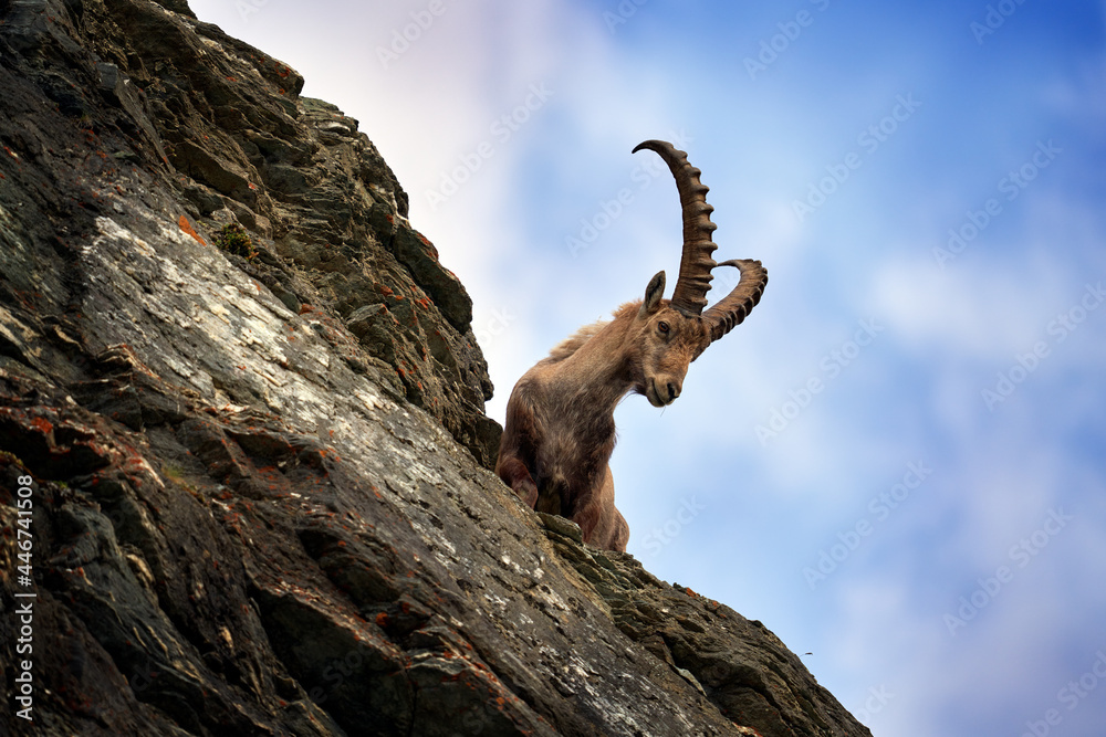 Ibex portrait. Switzerland wildlife. Ibex, Capra ibex, horned alpine animal, close-up detail portrait, animal in the stone nature habitat, Alps. Blue sky, wildlife nature. - obrazy, fototapety, plakaty 