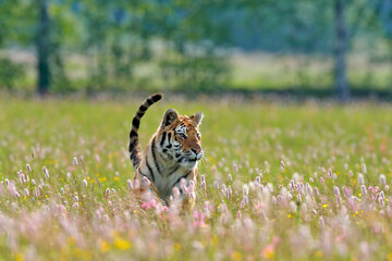 Wall Mural - summer wildlife. tiger with pink and yellow flowers. amur tiger running in the grass. flowered meado